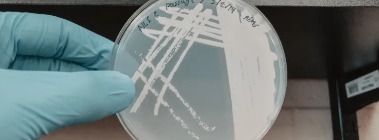 Petri plate with colonies of a methanotrophic microorganism